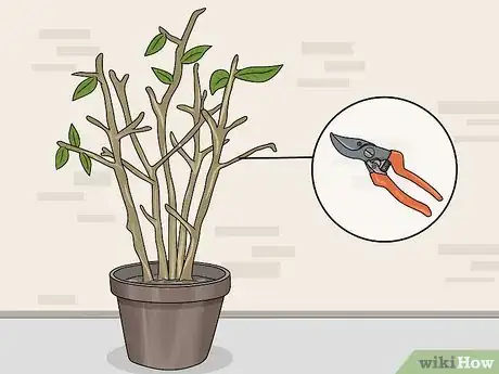 Image titled Overwinter Fuchsias Step 14