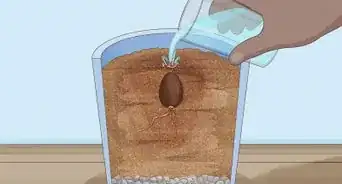 Grow Avocados as Houseplants
