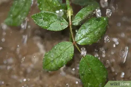 Image titled Grow a Rose Bush from a Single Stem or Cutting Step 5