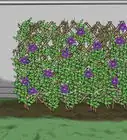 Prevent Clematis Wilt
