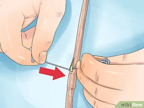 Image titled Dissect a Worm Step 8