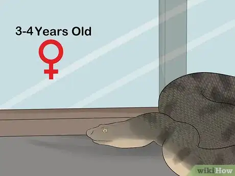 Image titled Mate Anacondas Step 1