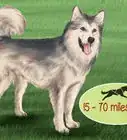 Care for Sled Dogs