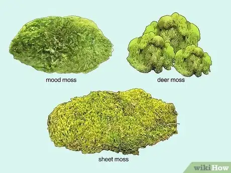 Image titled Make a Moss Table Step 2