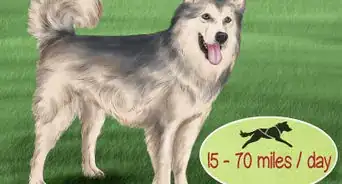 Care for Sled Dogs