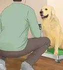 Treat Obesity in Labrador Retrievers