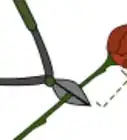 Grow Black Roses