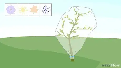 Image titled Grow Lemon Myrtle Step 9
