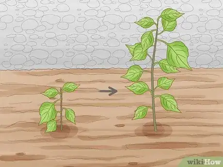 Image titled Grow Birch Trees Step 17