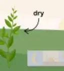 Grow Vietnamese Mint