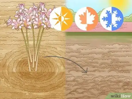 Image titled Transplant Resurrection Lilies Step 4