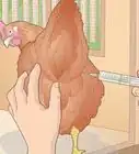 Prevent Diseases in Chickens