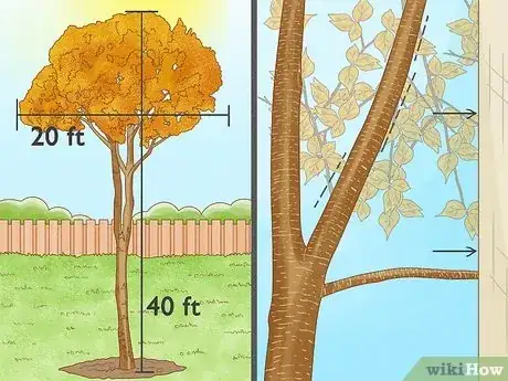 Image titled Grow Birch Trees Step 25