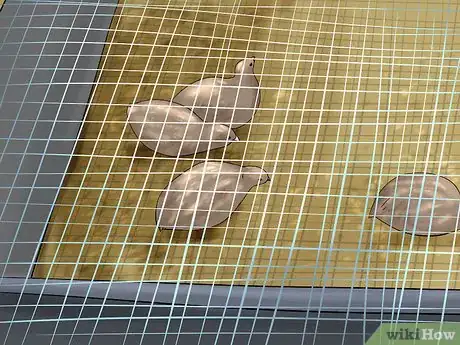 Image titled Care for Quail Step 3