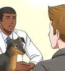 Solve Digestive Problems With Small Dogs