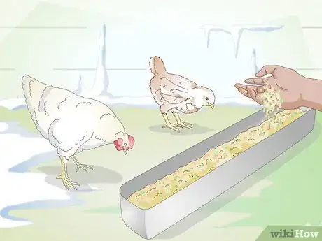 Image titled Feed Chickens during the Winter Step 5