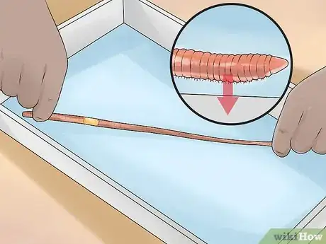 Image titled Dissect a Worm Step 2