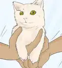 Cope with the Death of Your Cat