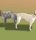Unstick a Dog After Mating