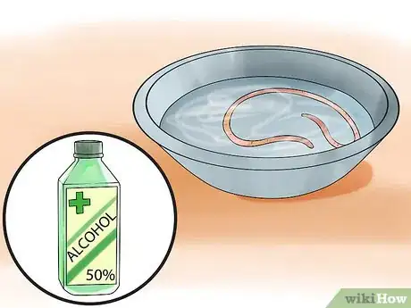 Image titled Dissect a Worm Step 1