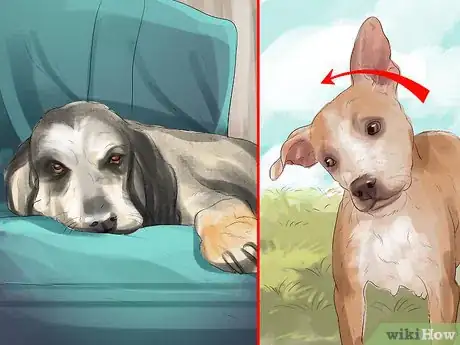 Image titled Treat Canine Stroke Step 1