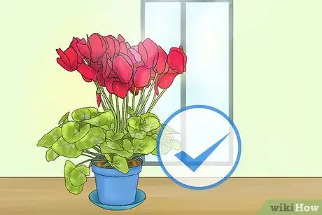 Image titled Care for Cyclamen Plants Step 2