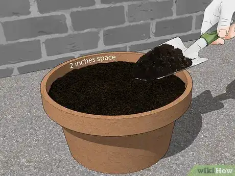 Image titled Grow Lettuce in a Pot Step 7
