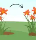 Grow Daylilies