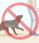 Train a Blind Dog to Handle the Stairs