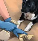Housebreak a Dog with Positive Reinforcement