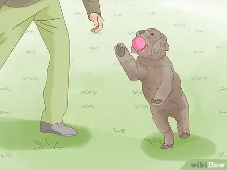 Image titled Stop a Dog from Chewing Its Paws Step 6