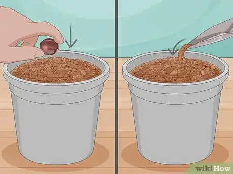 Image titled Grow Nutmeg Step 8