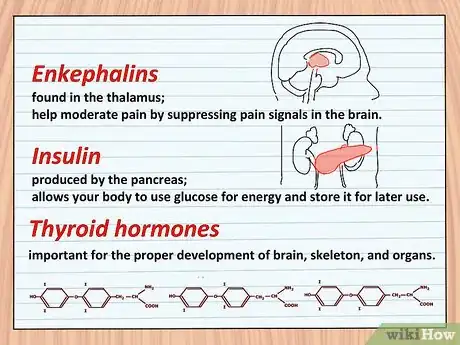 Image titled Study the Functions of Protein Hormones in Humans Step 8