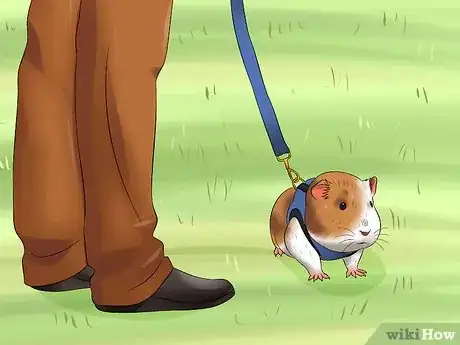 Image titled Walk a Guinea Pig on a Leash Step 2