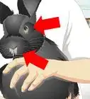 Keep a Rabbit Warm