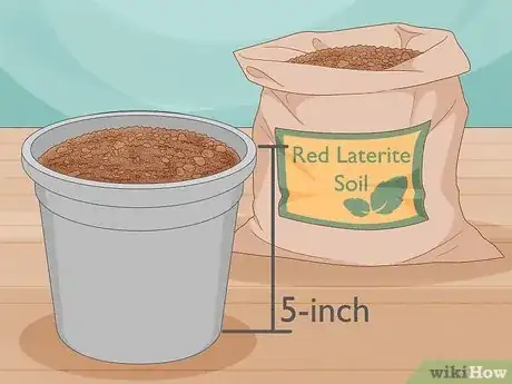 Image titled Grow Nutmeg Step 7