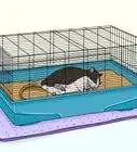 Care for a Rat That Had a Stroke