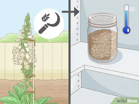 Image titled Grow Foxglove Step 12