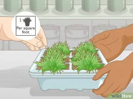 Image titled Plant Grass Plugs Step 1
