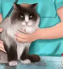 Prevent Ticks on Cats