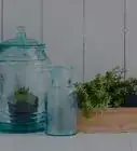 Winterize Your Lantana Plant