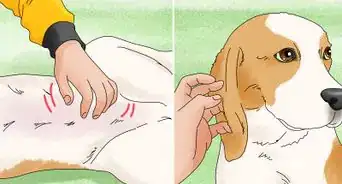 Hug a Dog