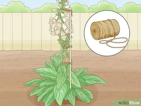 Image titled Grow Foxglove Step 10