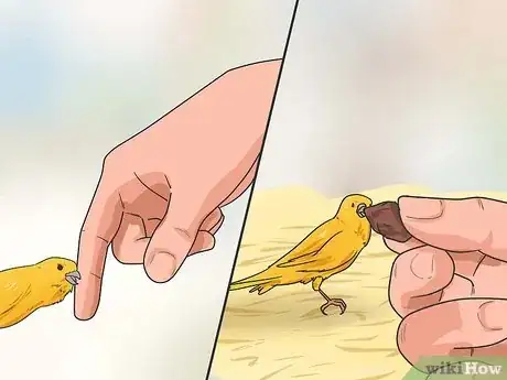 Image titled Train Your Canary Step 7