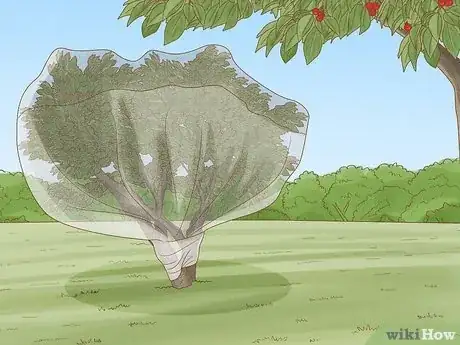 Image titled Protect Your Cherry Trees from Birds Step 7