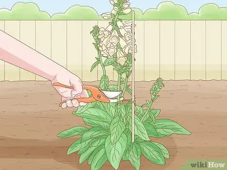 Image titled Grow Foxglove Step 11