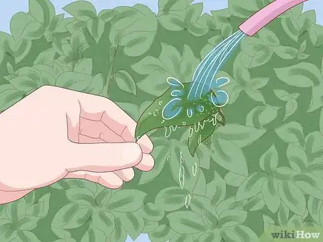 Image titled Care for Fuchsia Step 15