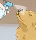 Introduce a Cat to a Dog