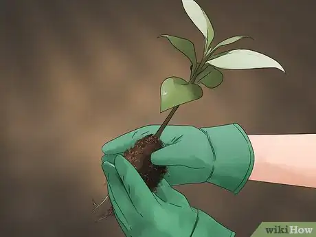 Image titled Grow Evergreen Trees Step 10
