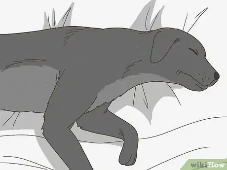 Image titled Spot Signs of Pancreatitis in Dogs Step 3